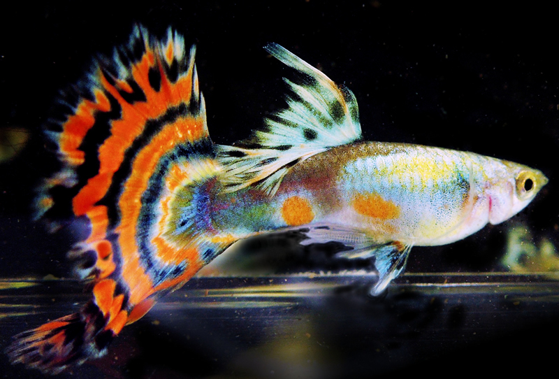 1 YOUNG PAIR Champion Purple Peacock Guppies + 3 FRY with FREE SHIPPING