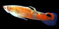 1 PAIR YOUNG RED PICTA aka Swamp Guppies + 3 FRY with FREE SHIPPING