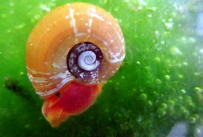 Red Ramshorn Snails Quantity (6) with Free Shipping