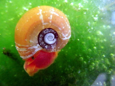 Red Ramshorn Snails Quantity (6) with Free Shipping