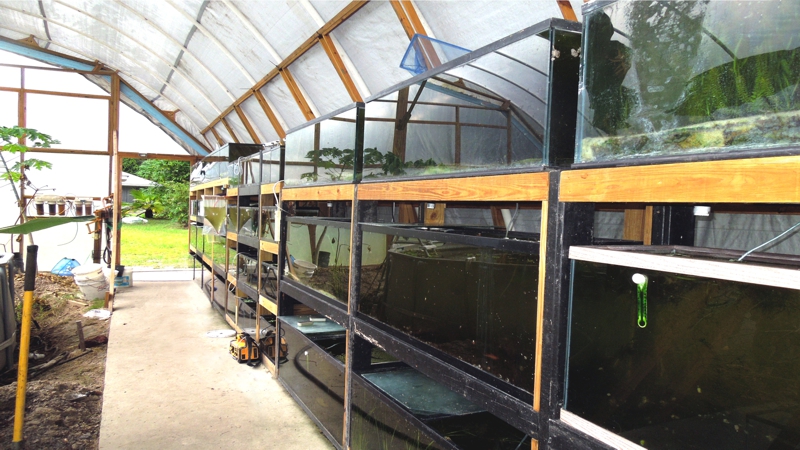 LIVEFINS Aquatics Greenhouse Growing Area