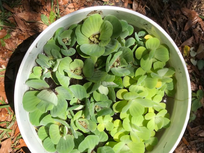 Dwarf Water Lettuce Culture Advice, Tips